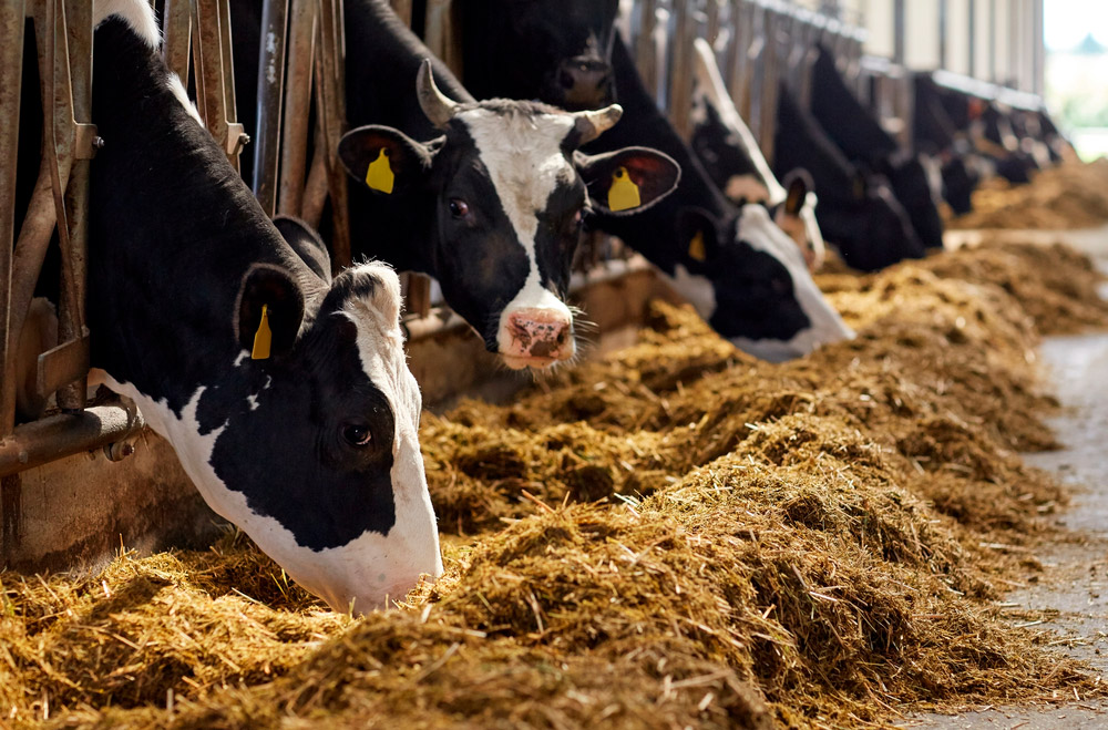 Basados en la constitución de plantas y animales, que suelen ser las principales fuentes de alimento, los alimentos poseen dos componentes básicos, que son la materia seca y el agua. La materia seca es el resultado de la extracción del agua de un material a través de un calentamiento hecho en condiciones de laboratorio. La materia seca (MS) de los alimentos está compuesta por material orgánico e inorgánico, aunque en los organismos vivos no existe una distinción tan clara, ya que algunos compuestos orgánicos contienen elementos minerales como componentes estructurales, por ejemplo, algunas proteínas y lípidos pueden contener minerales en su composición. El componente principal de la materia seca de un forraje son los carbohidratos, y esto es cierto para todas las plantas y muchas semillas. En cambio, el contenido de carbohidratos del cuerpo animal es muy bajo. Una de las principales razones de la diferencia entre plantas y animales es que, mientras que las paredes celulares de las plantas consisten en carbohidratos, principalmente celulosa, las paredes de las células animales están compuestas casi por completo por proteínas y lípidos. Además, las plantas almacenan energía, principalmente, en forma de carbohidratos como el almidón y los fructanos, mientras que la principal reserva de energía de los animales es en forma de lípidos. La materia orgánica consiste en carbohidratos, lípidos, proteínas, péptidos pequeños, aminoácidos libres, ácidos nucleicos, otras sustancias nitrogenadas (por ejemplo, urea, amoníaco, nitrito y nitrato), ácidos orgánicos y vitaminas.  La materia inorgánica está compuesta por minerales, a los que también se les suele llamar cenizas debido a que se mantienen luego de la incineración de la materia, el agua es una solución inorgánica también, debido a que, como todas las sustancias inorgánicas carece de átomos de carbono en su composición química.