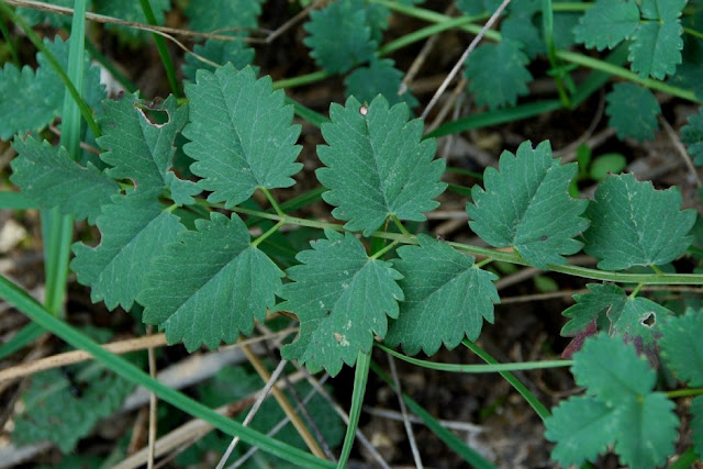 Черноголовник многобрачный (Poterium polygamum, =Sanguisorba minor subsp. muricata)