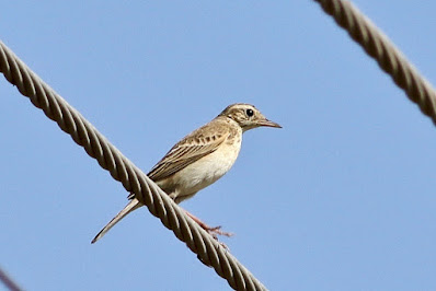 Paddyfield Pipit