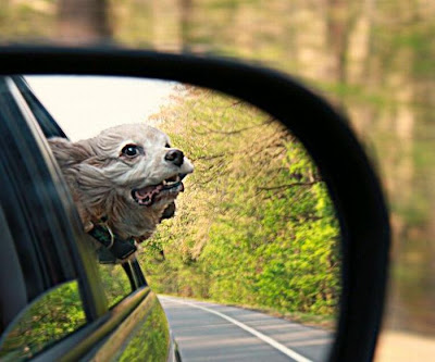 Funny Dog Faces at 50 MPH Seen On www.coolpicturegallery.us