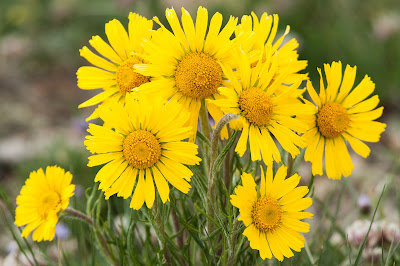 Alpine Sunflower