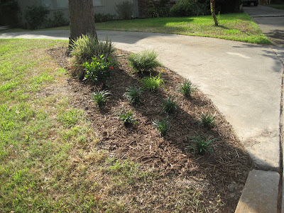 Back yard flower bed.