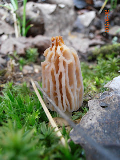 Young Morchella elata