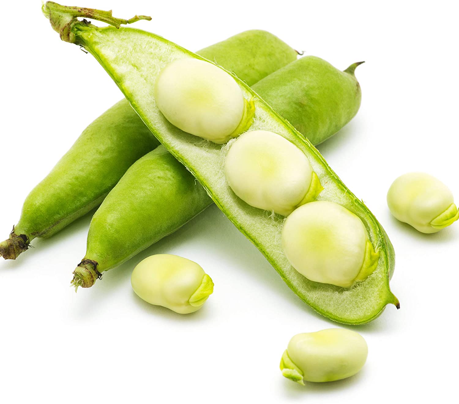 Fava bean plants are nitrogen fixers, and they replenish the soil with this vital nutrient.