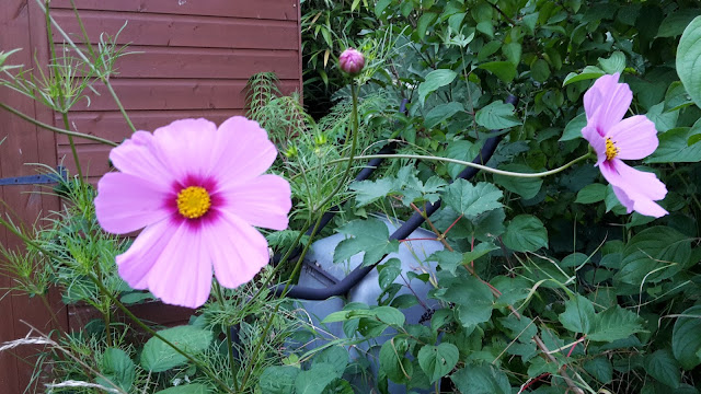 Project 365 2015 day 240 - Cosmos // 76sunflowers