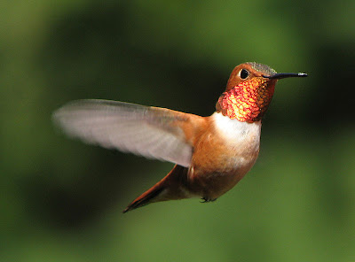 Hummingbird_world's_smallest_bird