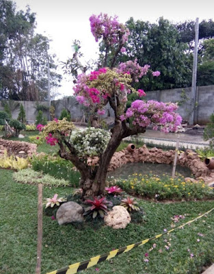 Jual Bonsai Buogenvil - Tukang Rumput Bogor