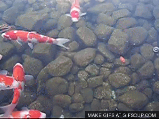 GAMBAR IKAN KOI ANIMASI BERGERAK Gambar Animasi Ikan Koi GAMBAR IKAN KOI ANIMASI BERGERAK Gambar Animasi Ikan Koi