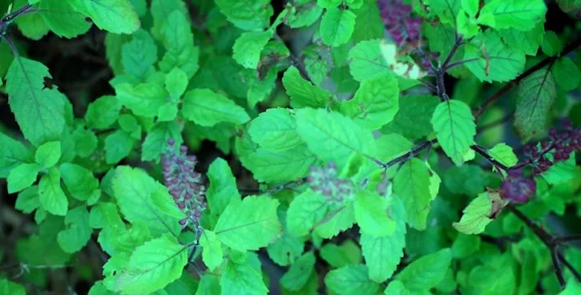 Tulsi  Holy Basil - Medicinal Plants Of Nepal