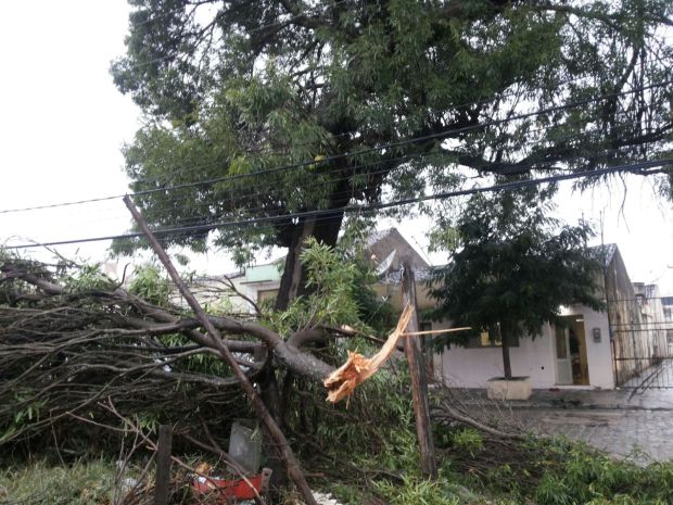 Caibeira centenária tem galho arrancado por raio durante chuva em Santa Cruz do Capibaribe