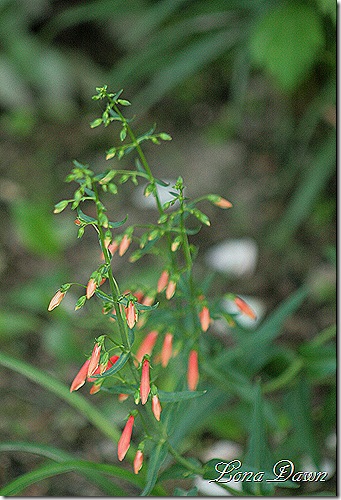 Penstemon_IronMaiden