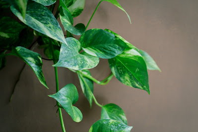 Feng Shui and Money Plants