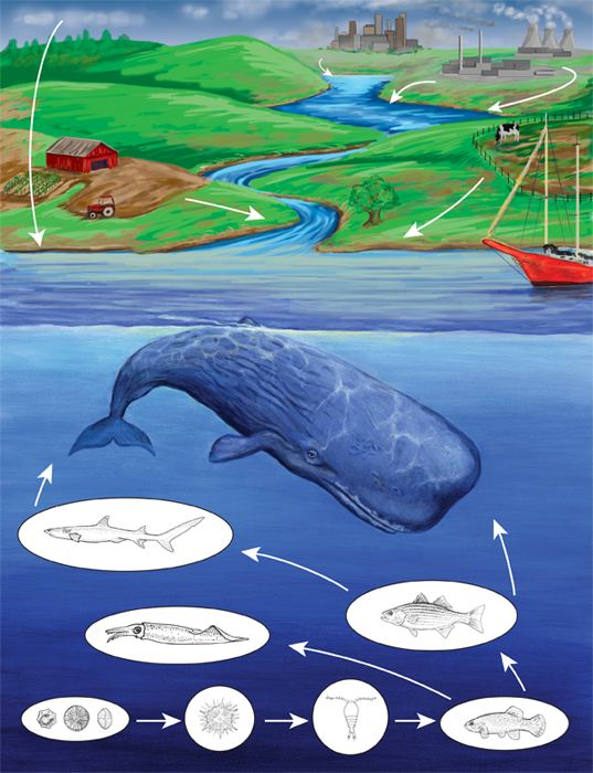 Marine Food Web