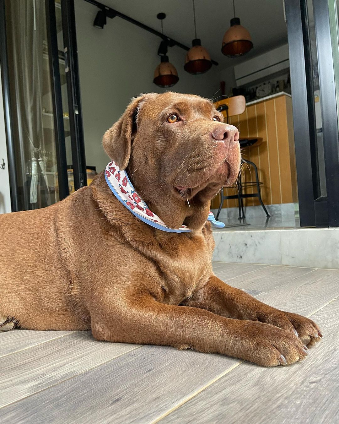 Chocolate Labrador Retriever