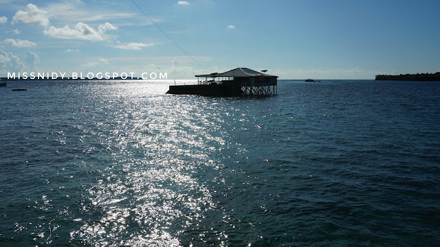 penangkaran penyu di tanjung bira