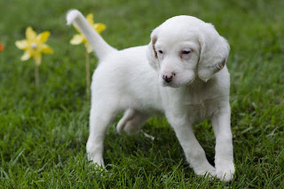 English Setter Puppy Picture