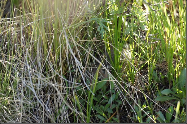 Sand Dunes 015
