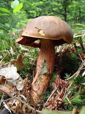 Las Bronaczowa, majowe grzyby, borowik ceglastopory, Boletus luridiformis