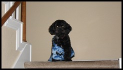 SAM_0338