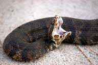 Cottonmouth