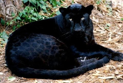 black leopard panther