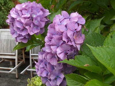 Hydrangea photo