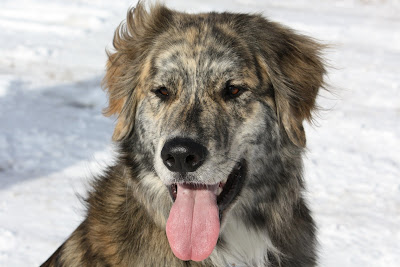 Marley a brindle golden mix looks off into the distance with the hair on his ears ruffled by the wind