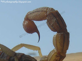 Scorpion Stinger