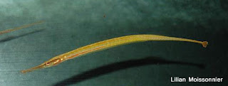 Microphis brachyurus - Short-tailed pipefish