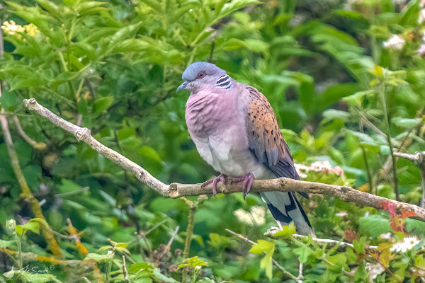 Turtle dove