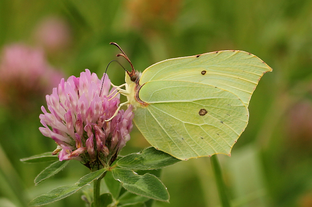 Gonepteryx rhamni, Zitronenfalter