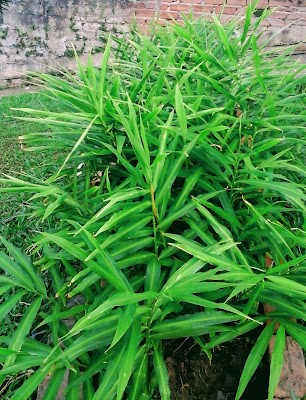 A foto mostra um canteiro de plantação de gengibre e está lindo e certamente irá produzir uma boa safra. Será usado em chá e tempero para a culinária.