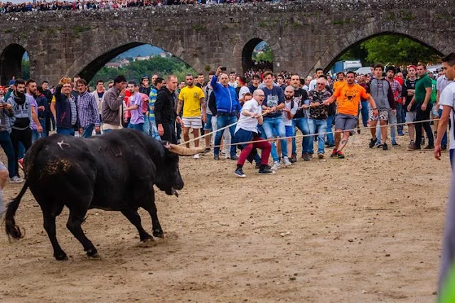 Vaca das Cordas em Ponte de Lima