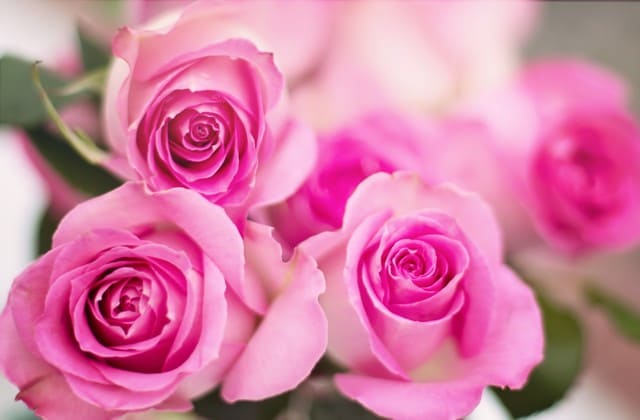 Ini Loh Makna Dari Bunga Mawar Pink yang Gak Disangka ...