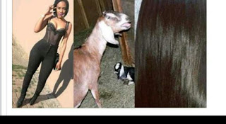 Limpopo Slay Queen steals grandfather’s goats to buy Brazilian weave