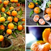 how to grow tangerines from seeds