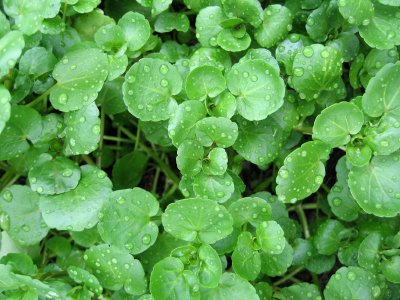 The Green Sanctuary: Health Benefit of Watercress