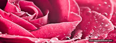 Special Rose For You Facebook Timeline Cover