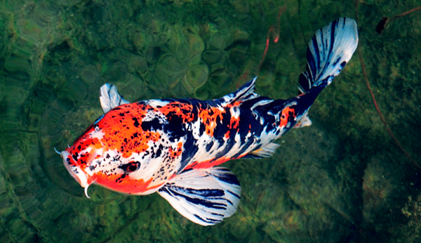 7 Tips Cara Memelihara Ikan Hias Koi