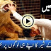 Circus lion attack horrible - Watch and Share !!!