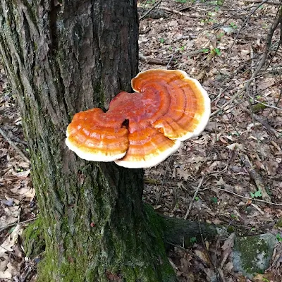 Reishi mushrooms