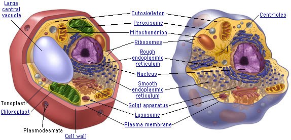 plant cell vs animal cell worksheet. plant vs. animal cells.