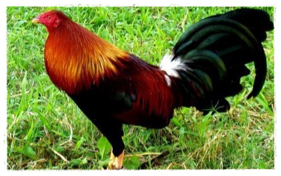 Gambar Ayam  Jantan Bertelur  Dunia Binatang 