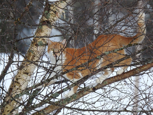 pus katt kattepus pusekatt