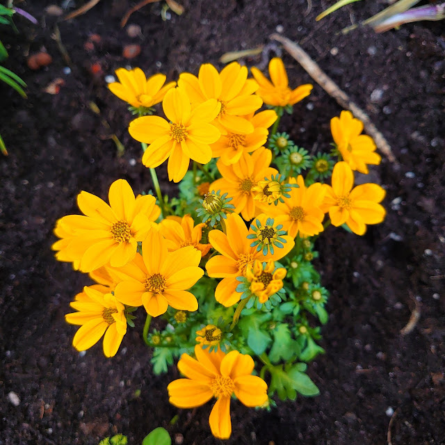 Bidens ferulifolia med gule blomster