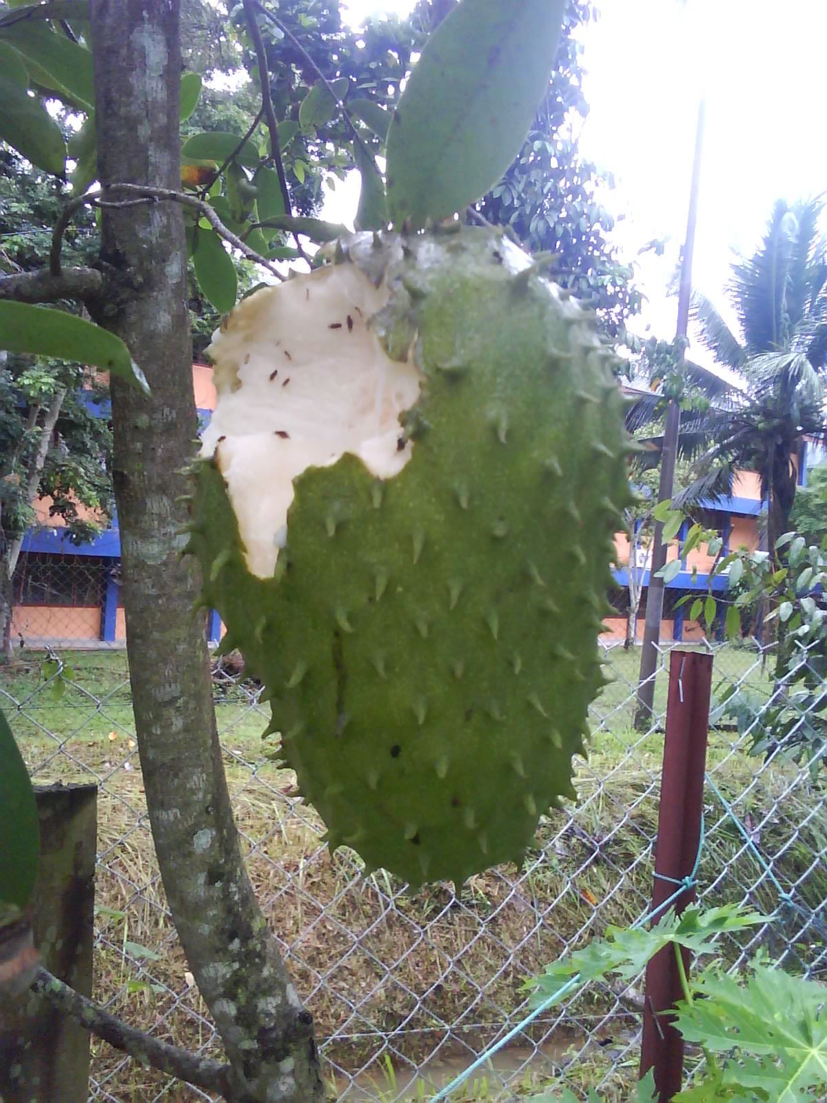 Manlaksam.setalam batu seraup emas: Pembunuh semulajadi 