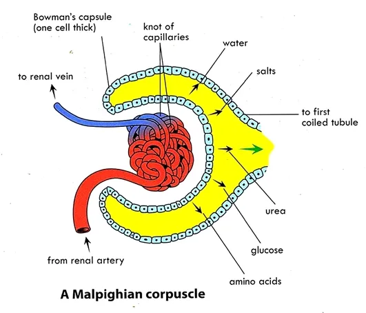 A malpiighian corpuscle