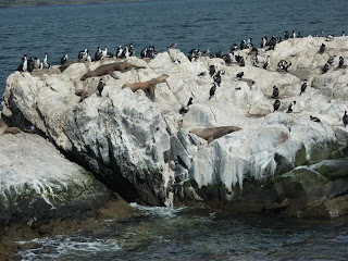 Zeeleeuwen en albatrossen.