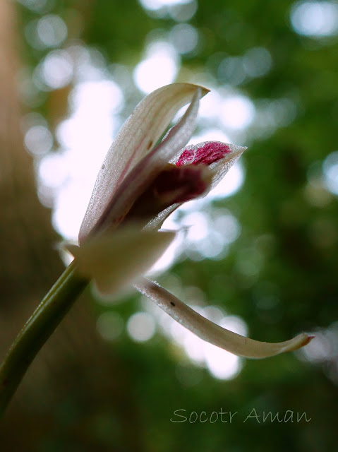 Cymbidium macrorhizon