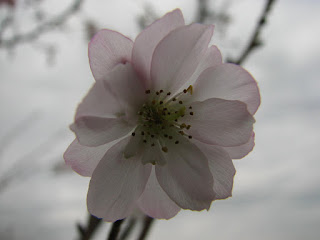 秋に咲く桜